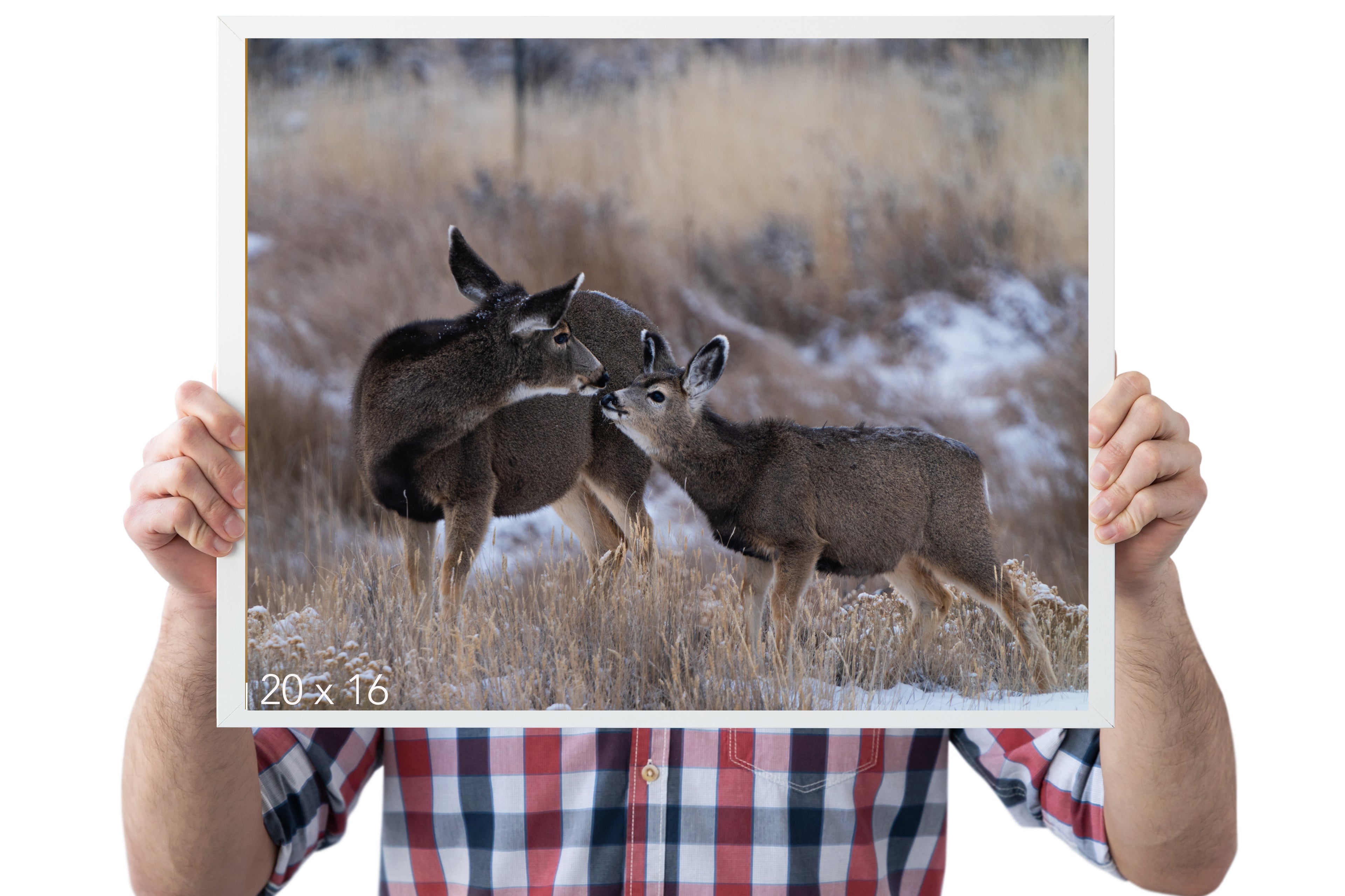 Mamma Deer Kissing Fawn. - The Overland Diaries