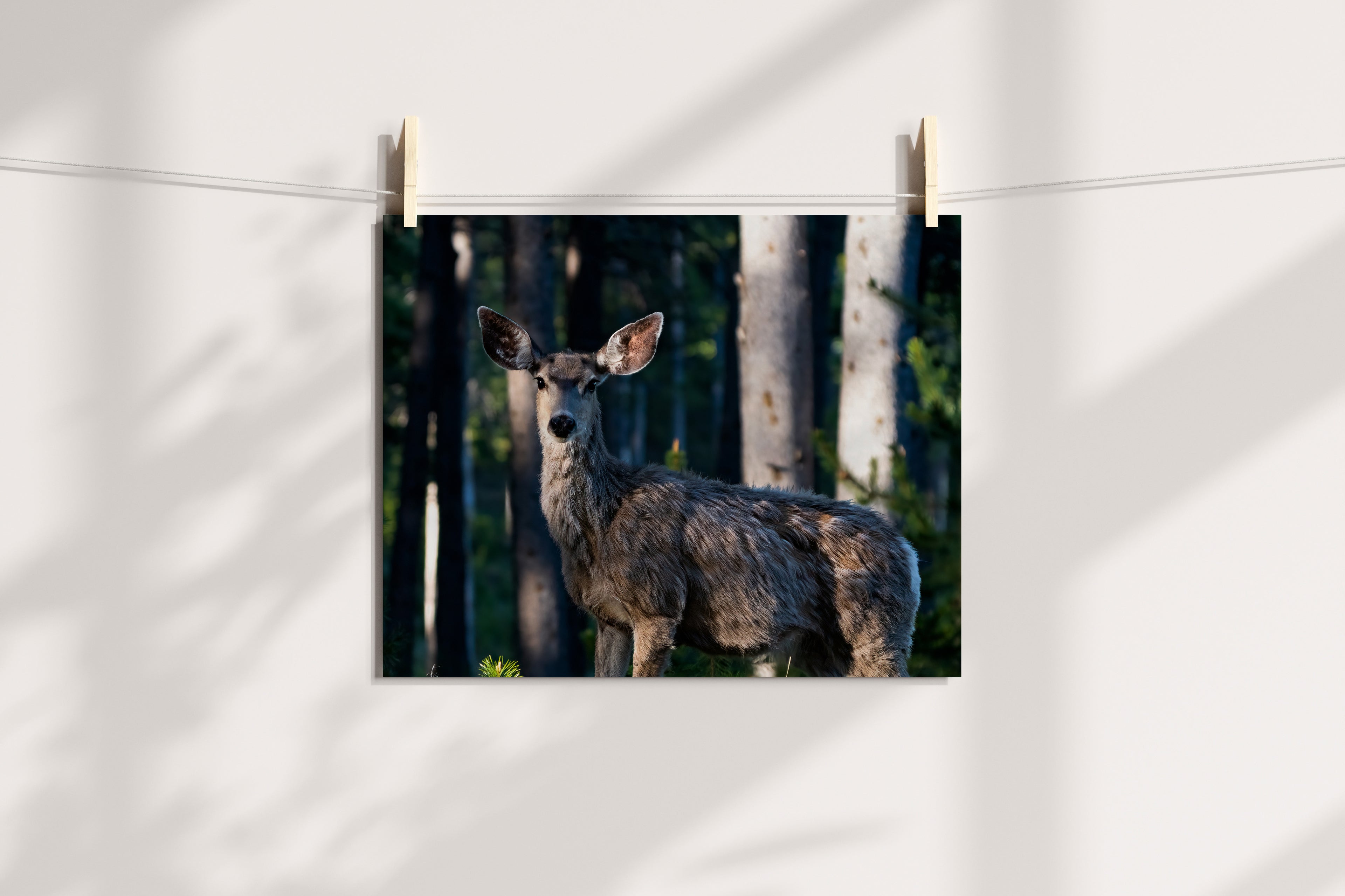 Mule Deer Art Print - The Overland Diaries