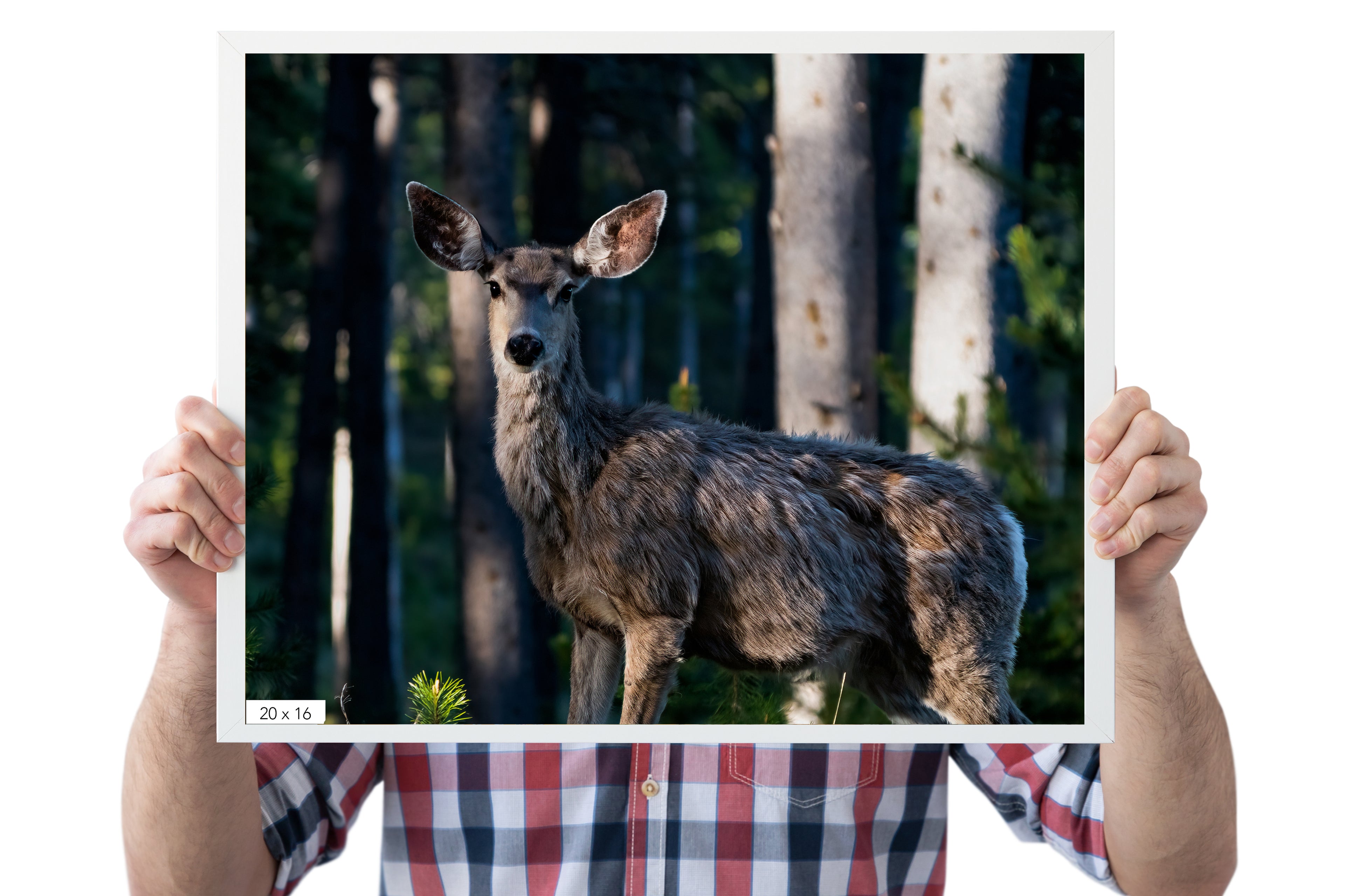 Mule Deer Art Print - The Overland Diaries