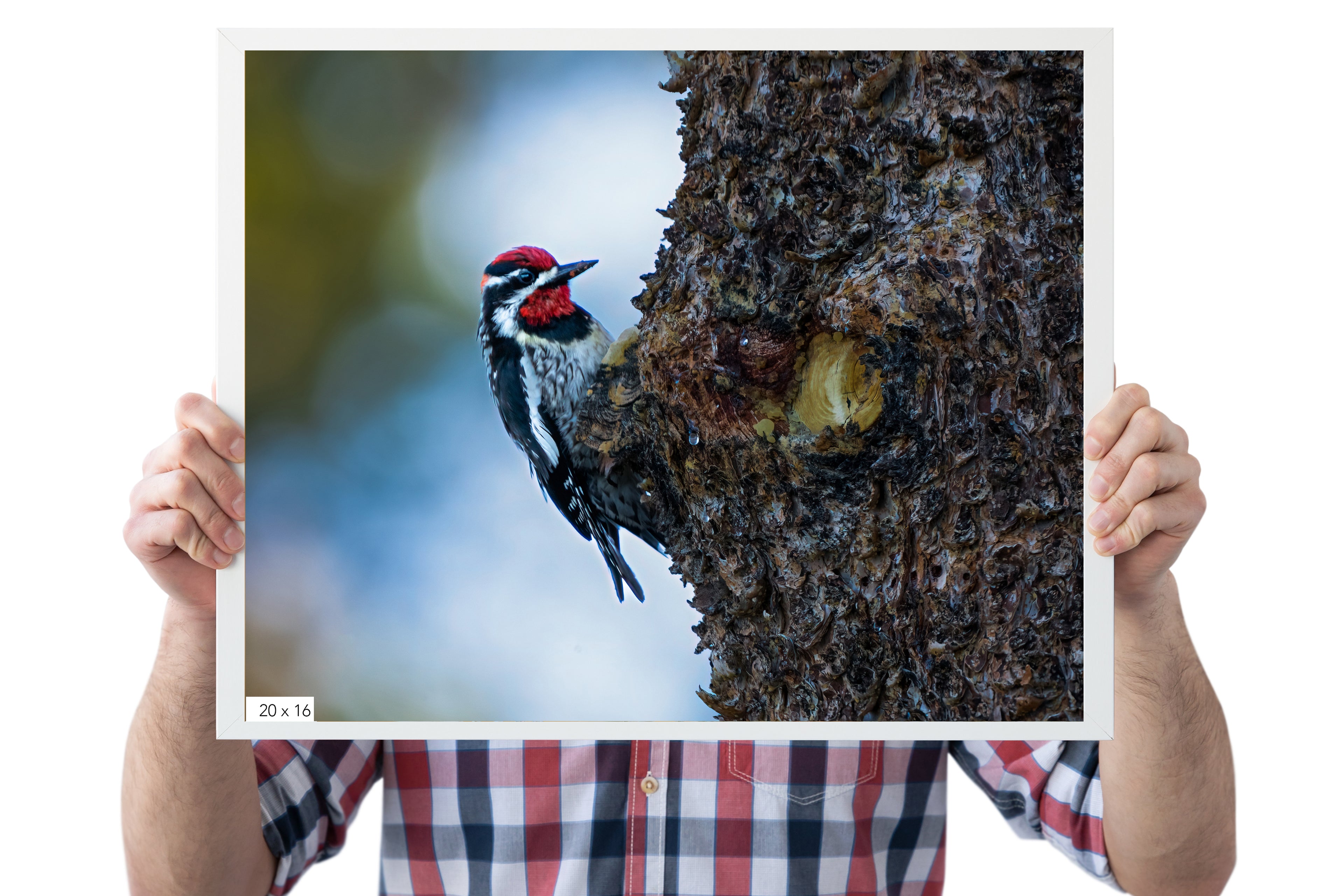 Woodpecker Photo - The Overland Diaries