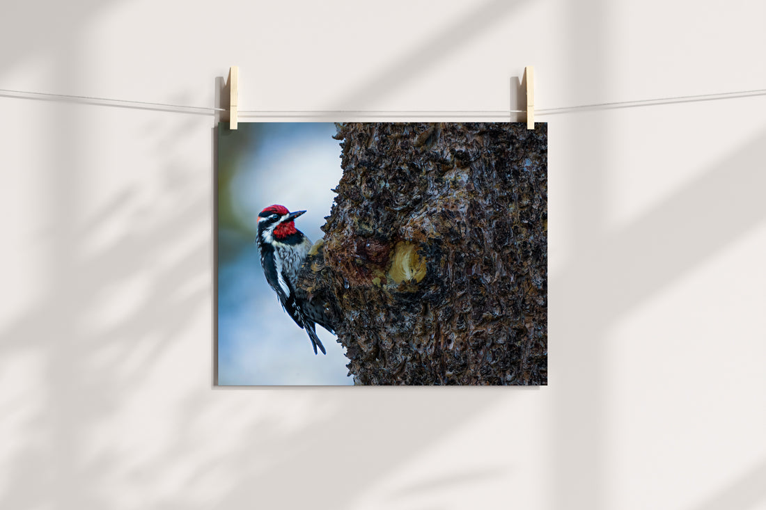 Woodpecker Photo - The Overland Diaries