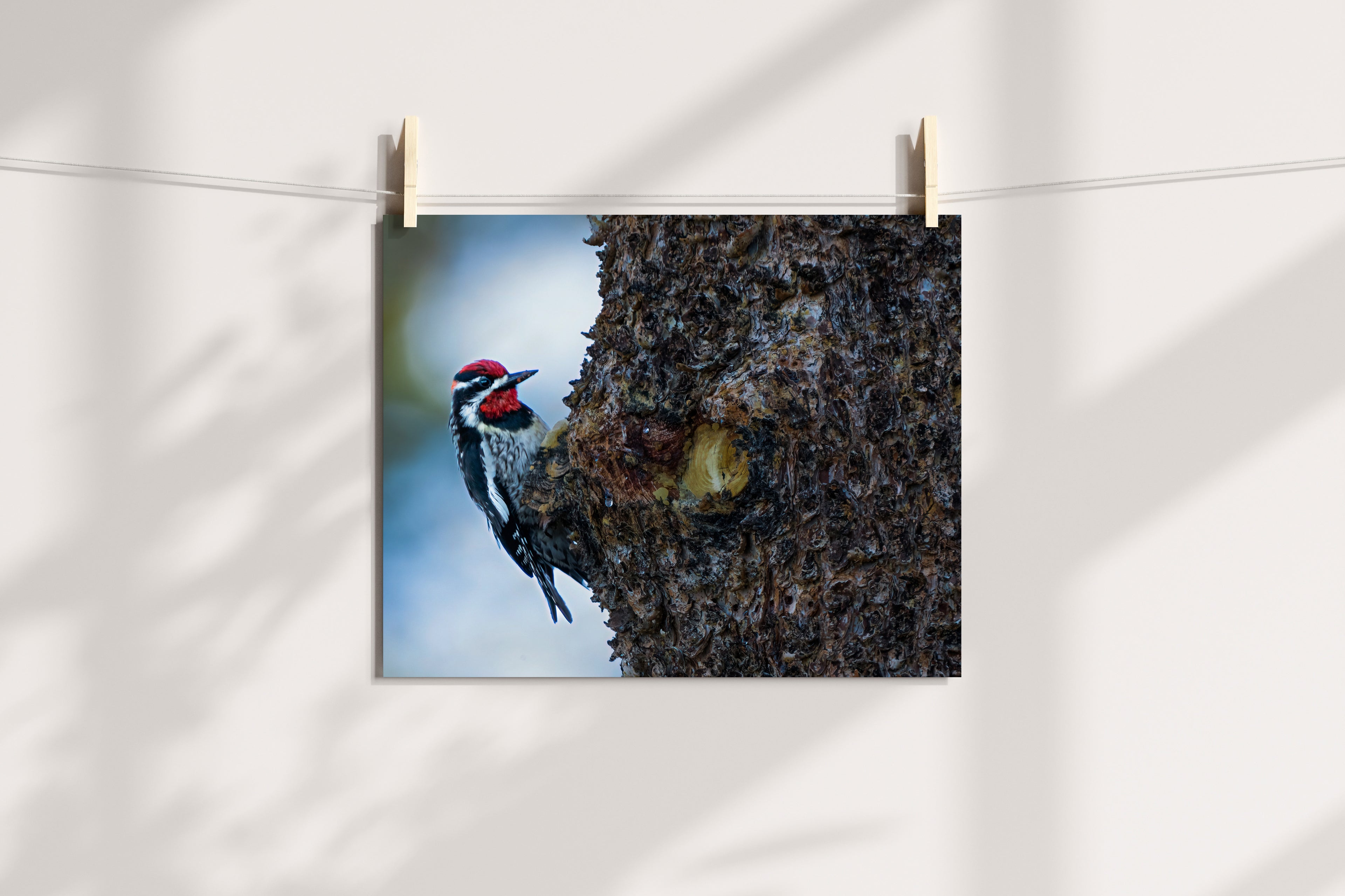 Woodpecker Photo - The Overland Diaries