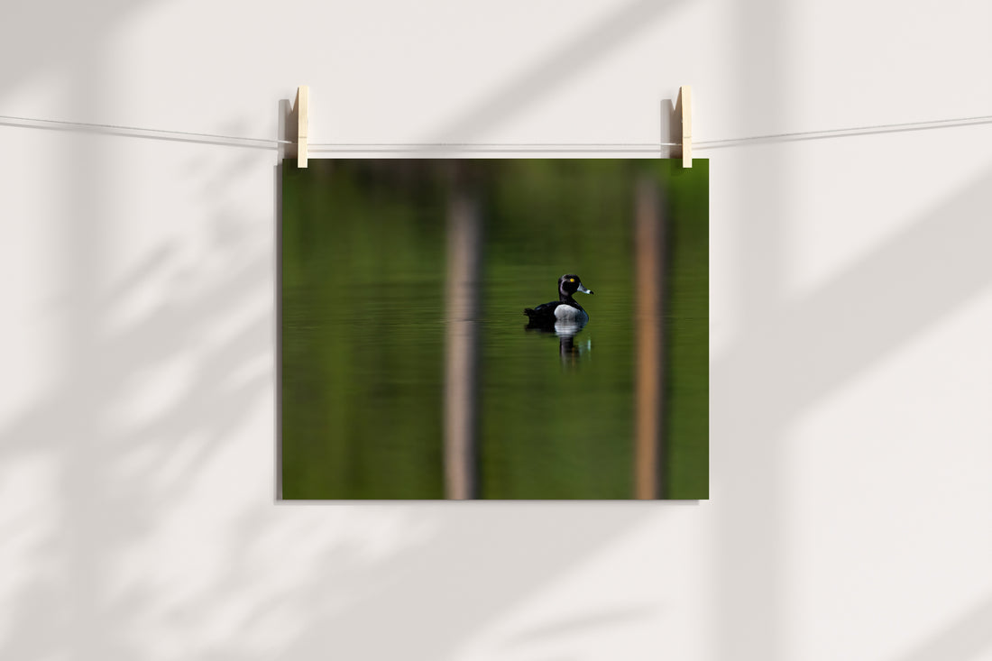 Ring-necked Duck Photo - The Overland Diaries