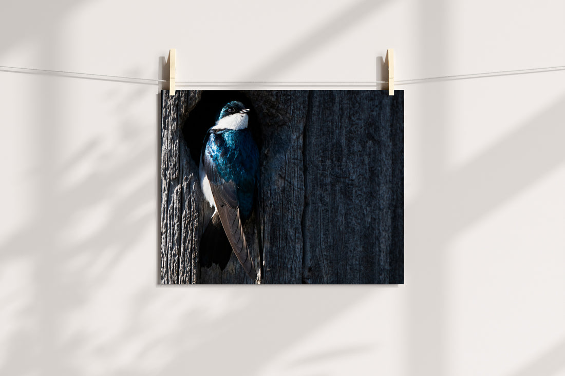 Tree Swallow Coming Out Of Nest - The Overland Diaries