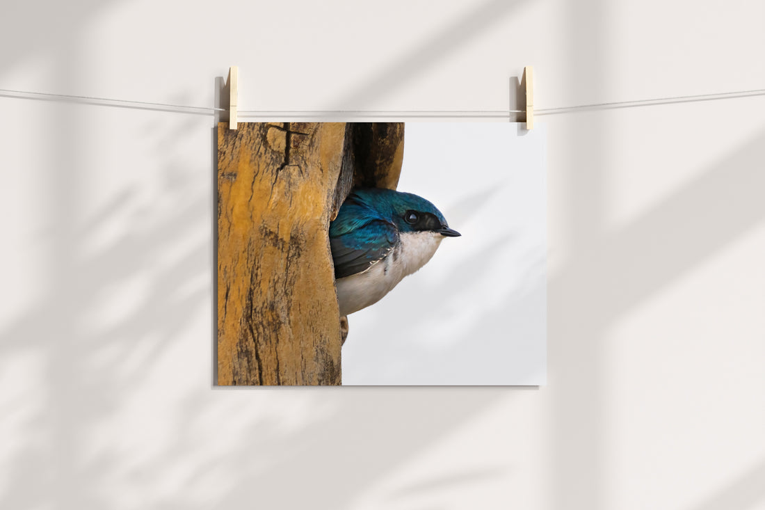 Tree Swallow Coming Out Of It&