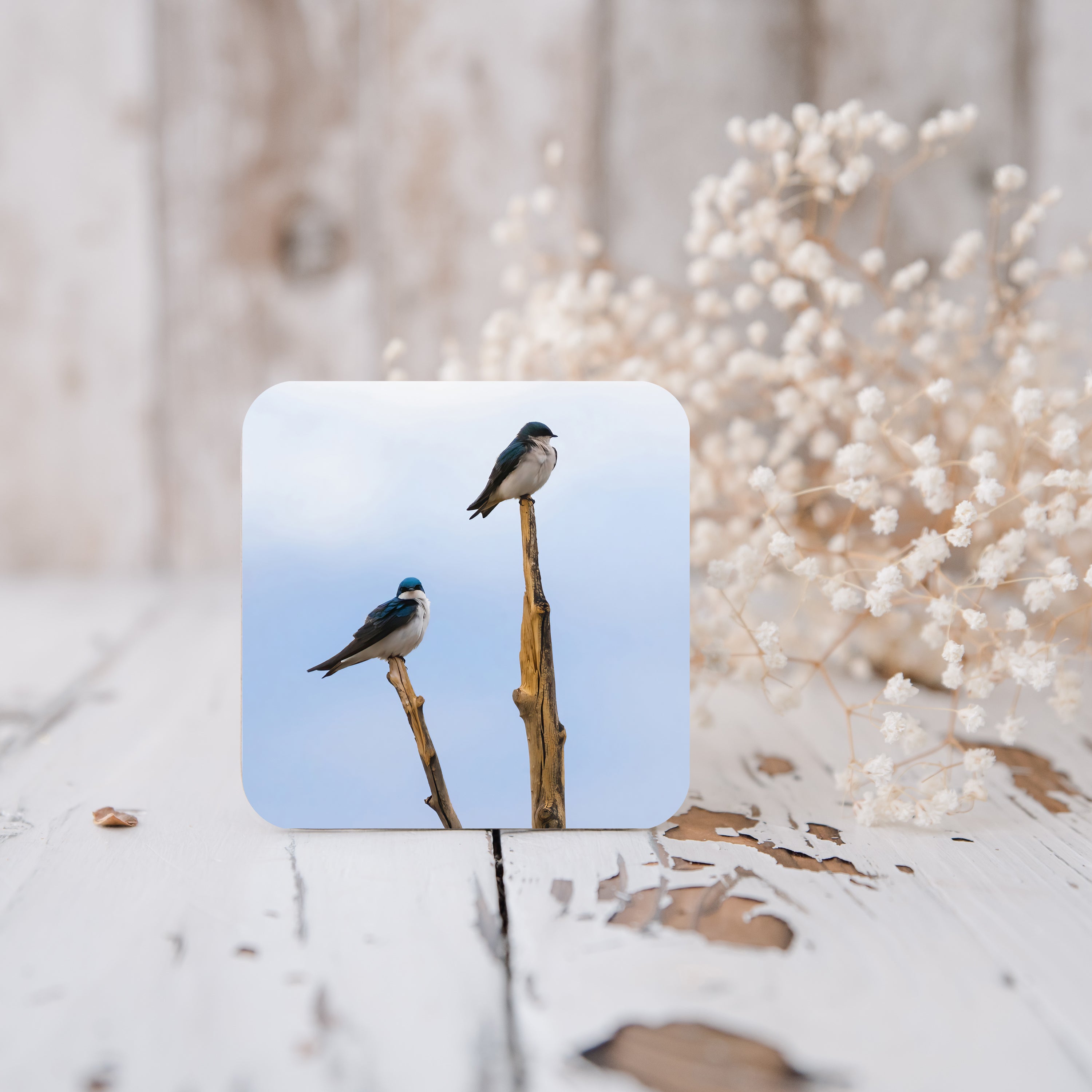 Tree Swallow Photo Cork-Back Coaster - The Overland Diaries