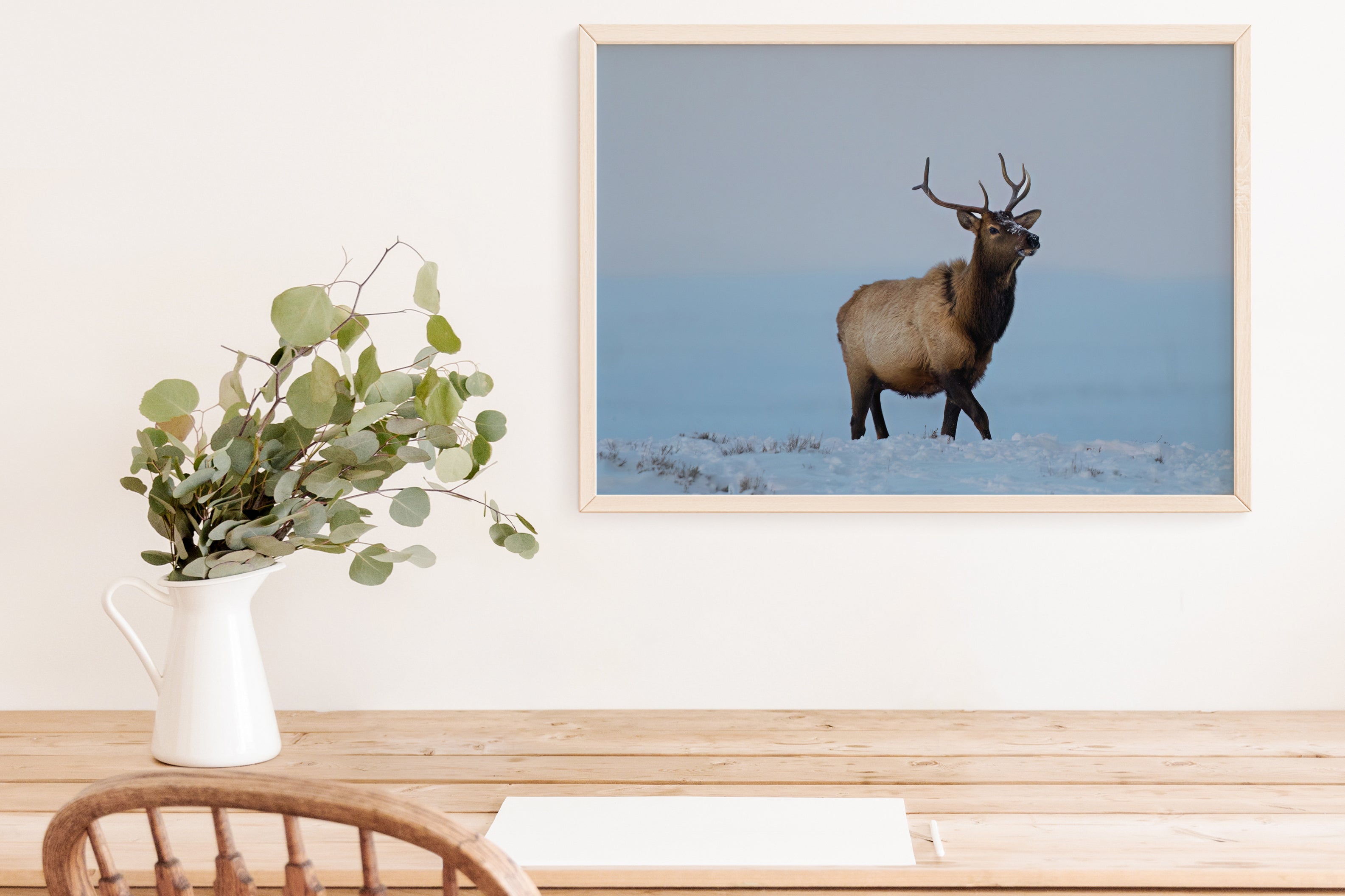 Young Bull Elk in Winter - The Overland Diaries