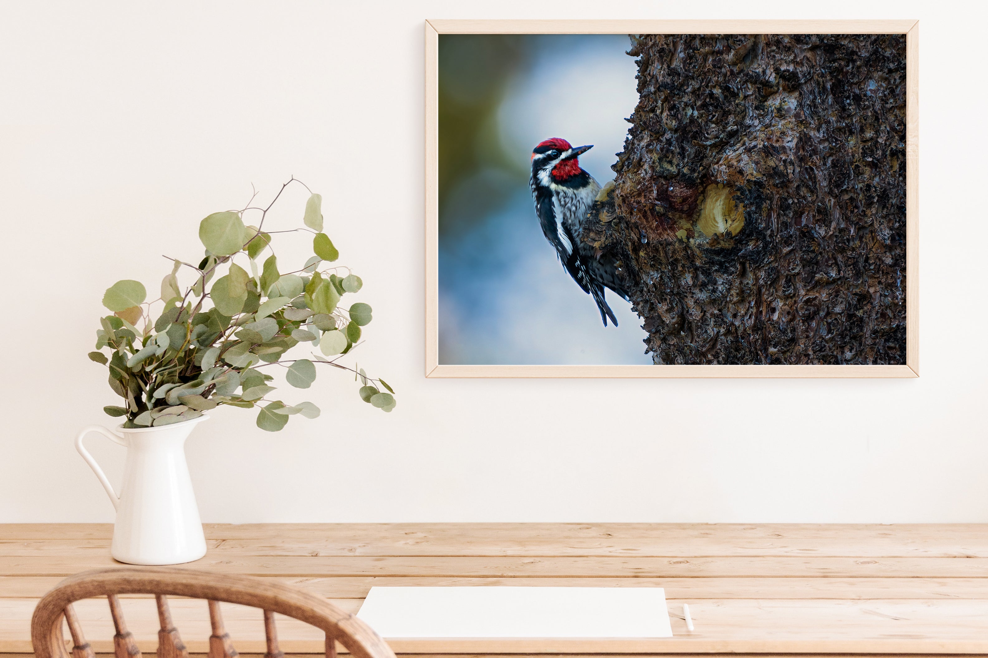 Woodpecker Photo - The Overland Diaries