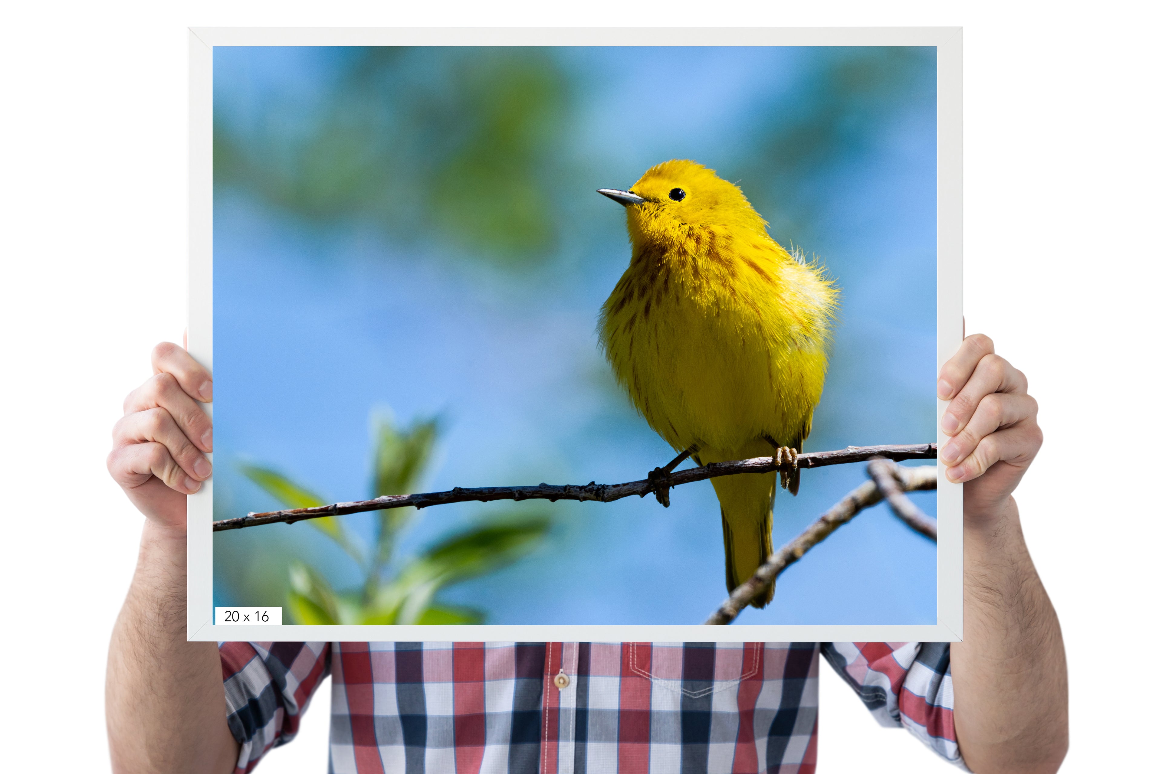 Yellow Warbler - The Overland Diaries