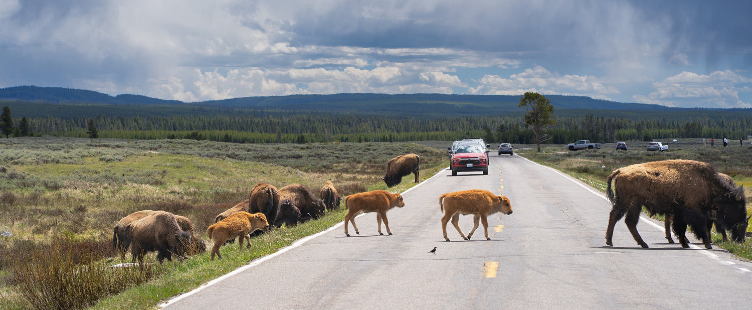 The Wildlife That Took My Breath Away in Yellowstone