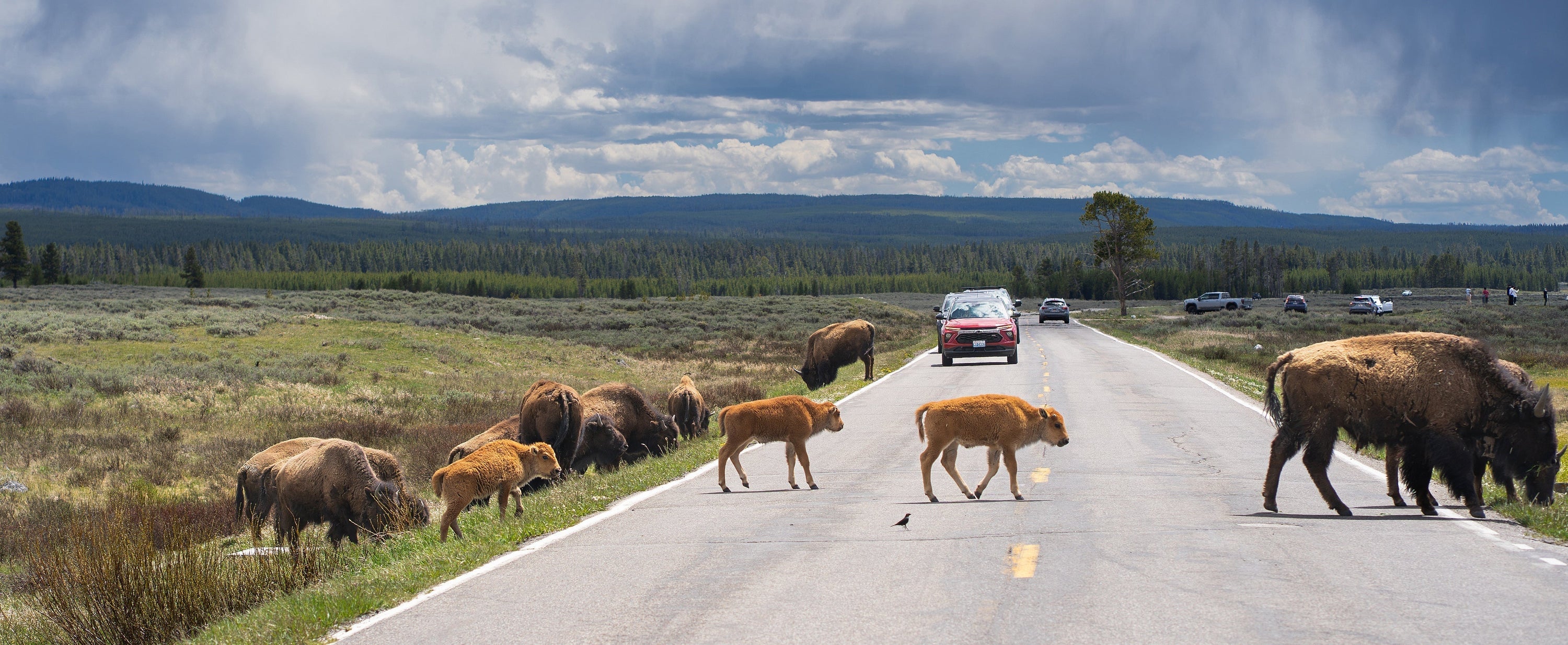 The Wildlife That Took My Breath Away in Yellowstone
