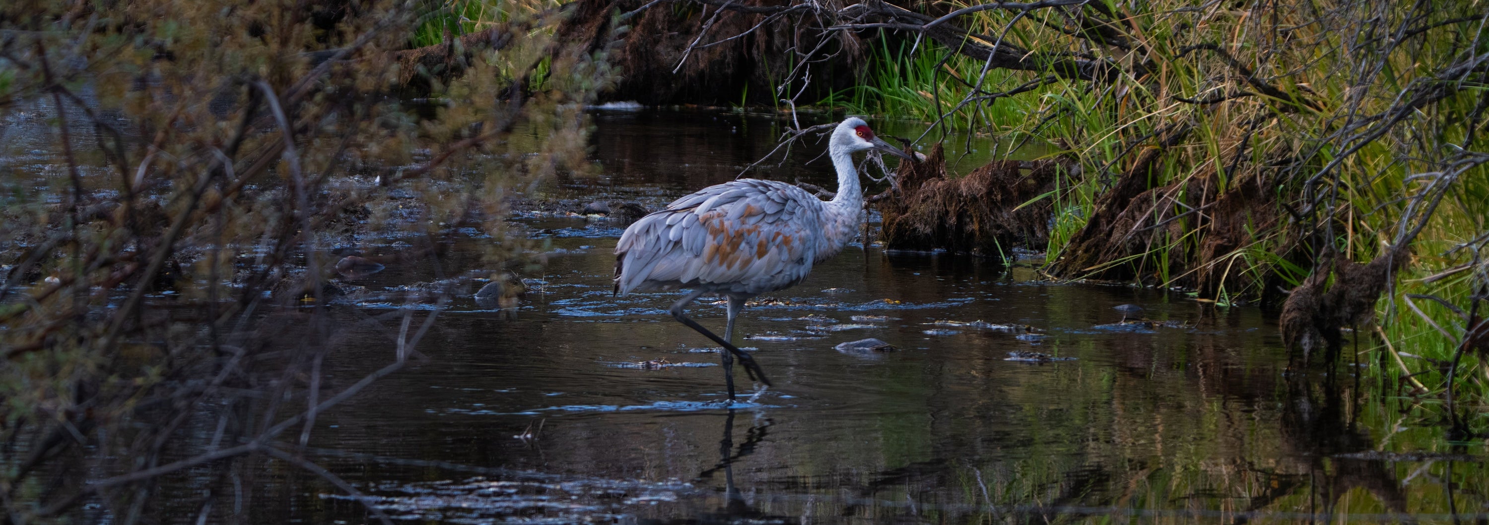 Another Year in the Wild: Finding God in Quiet Places