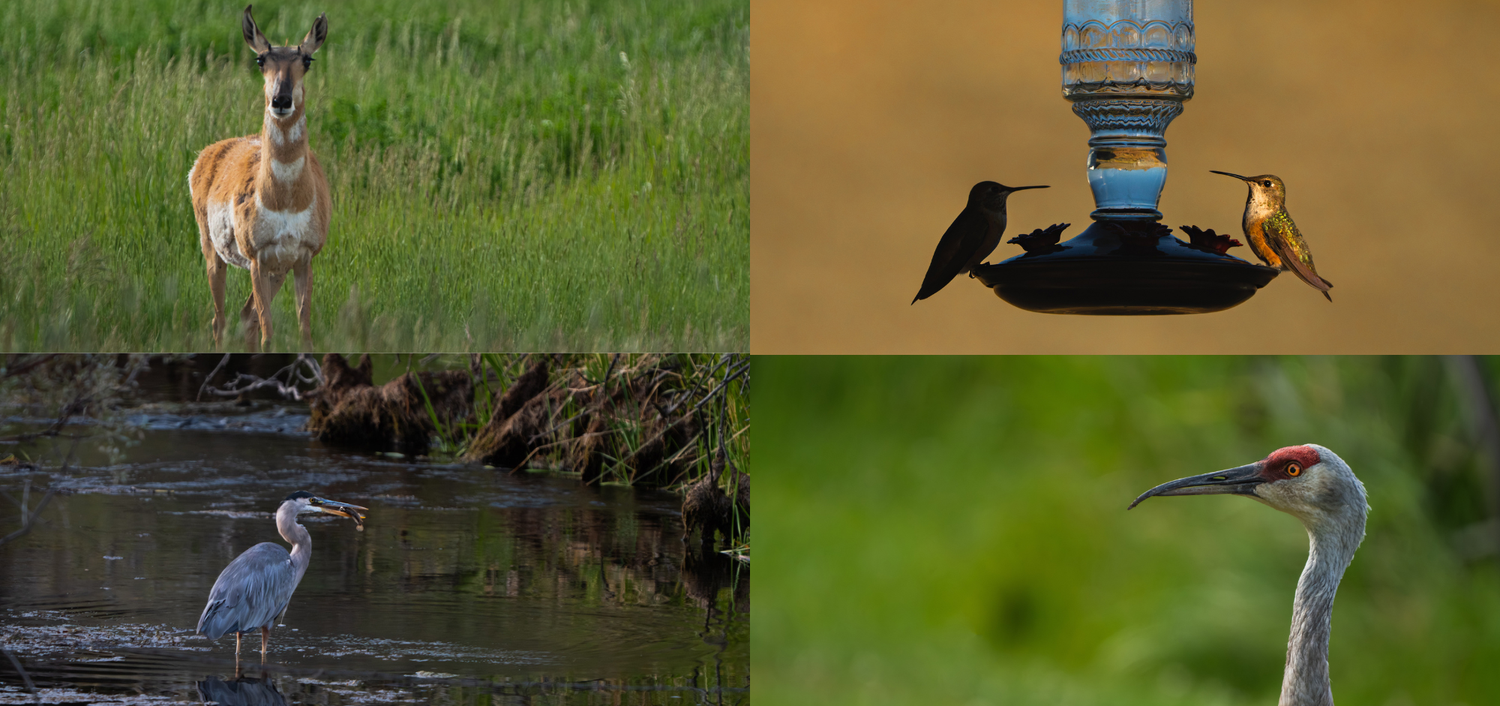 Chosen and Untamed | Wyoming Wildlife Photography Collection (Part 1)