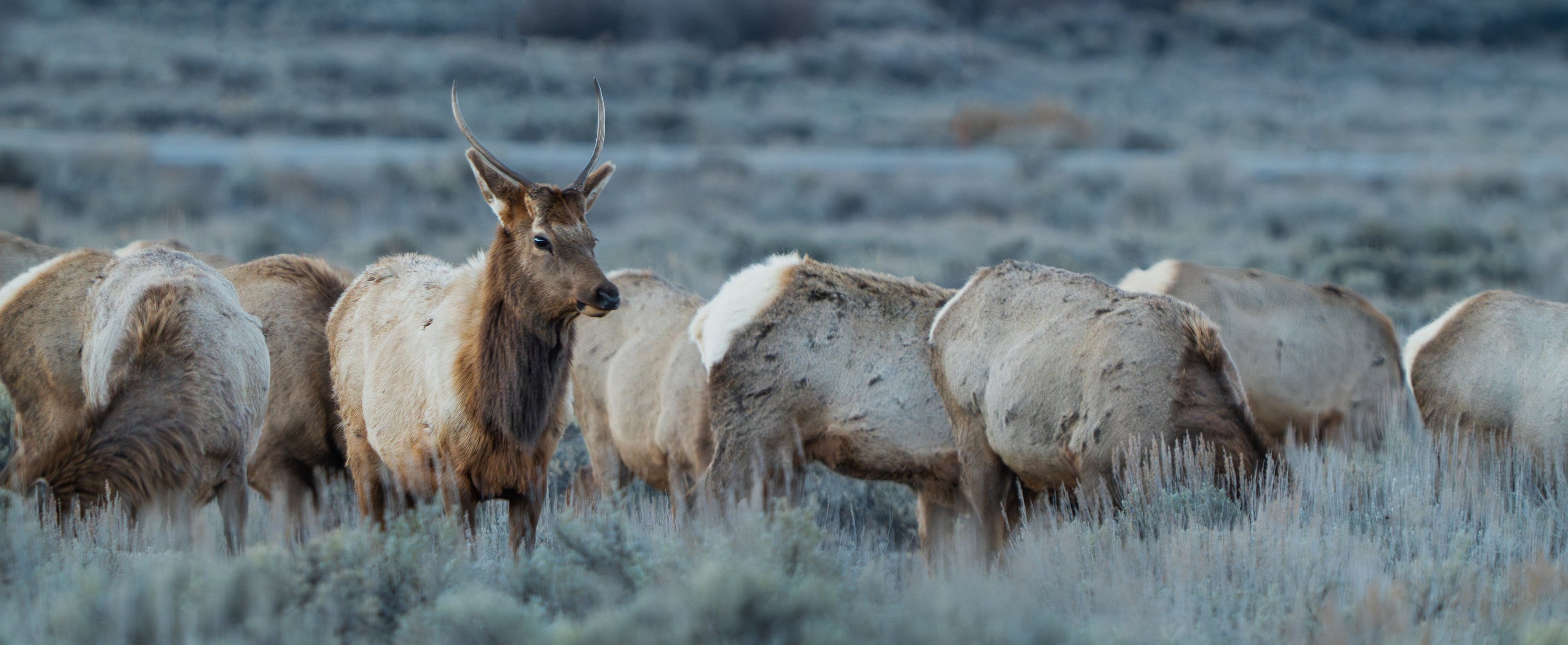 A Birthday in Grand Teton: Wildlife, Gratitude, and the Unexpected