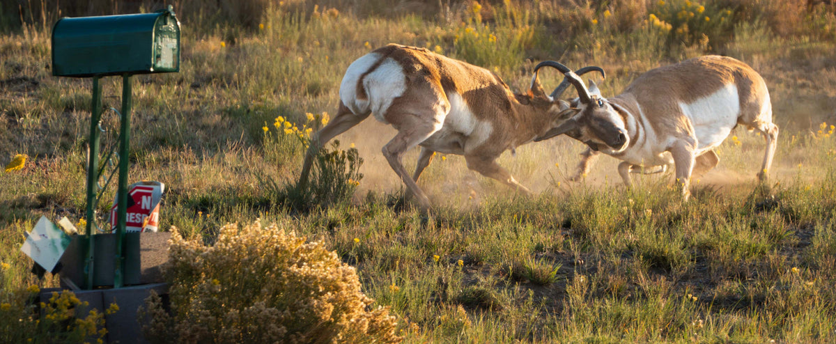 A National Geographic Moment in Our Backyard: The Pronghorn Rut in Wyoming