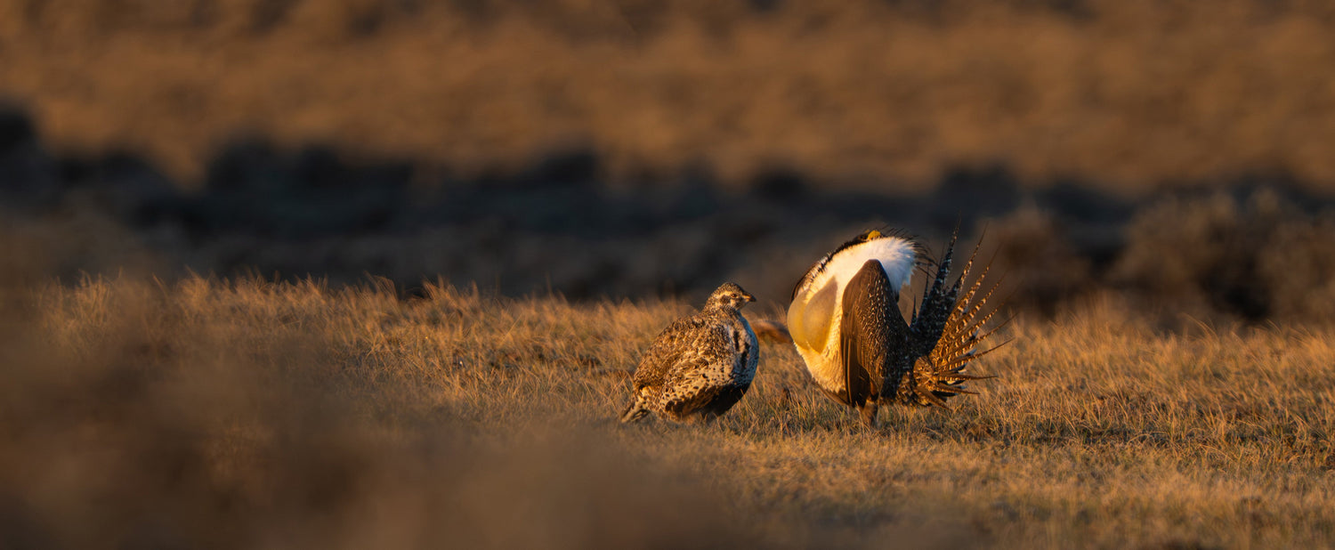 Whispers in the Dark: Witnessing the Sage Grouse Lek in Wyoming