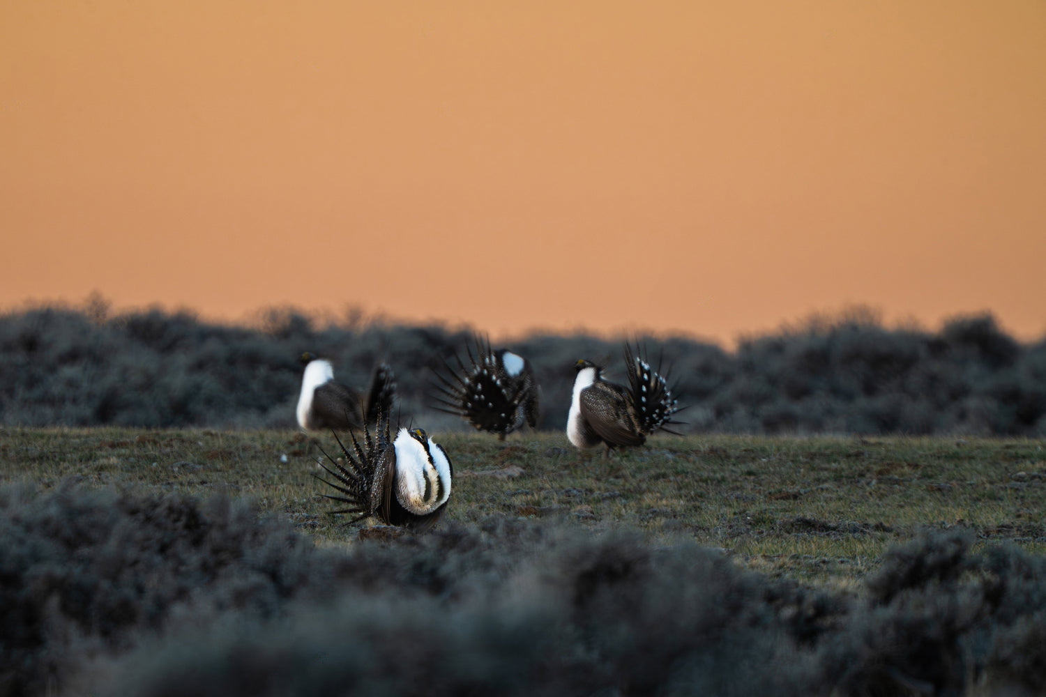 6 Sacred Spring Moments in Wyoming | Wildlife Photography & Faith at Sunrise