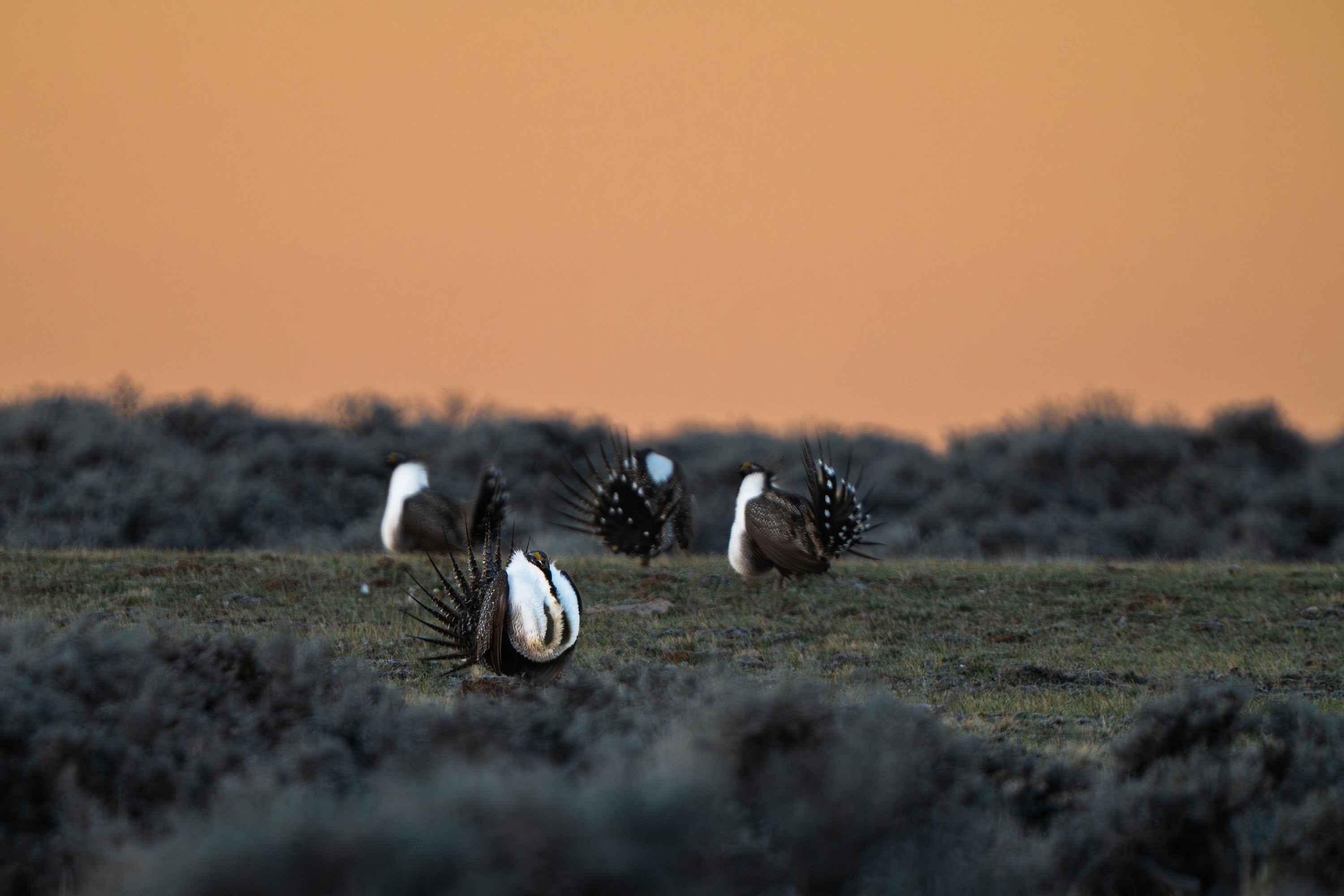 6 Sacred Spring Moments in Wyoming | Wildlife Photography & Faith at Sunrise