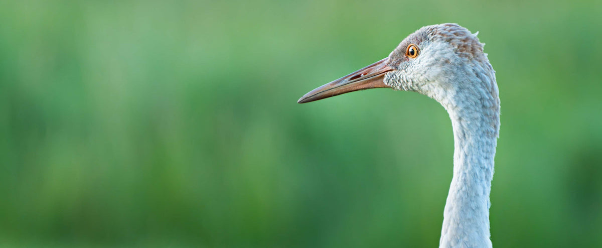 The Sandhill Cranes I Came to Know
