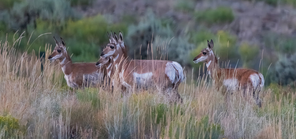 The Blessing of Living Among Wyoming’s Wild Pronghorn