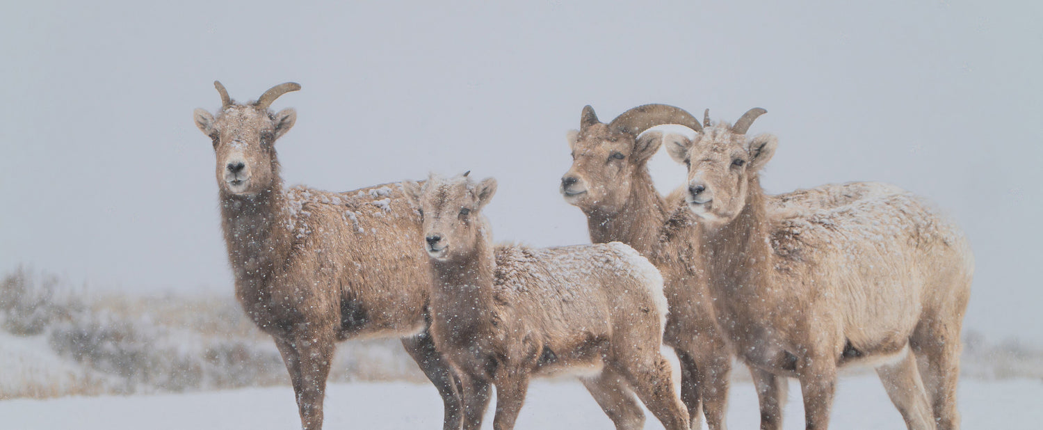 Snow, Setbacks, and Surrender in Grand Teton National Park