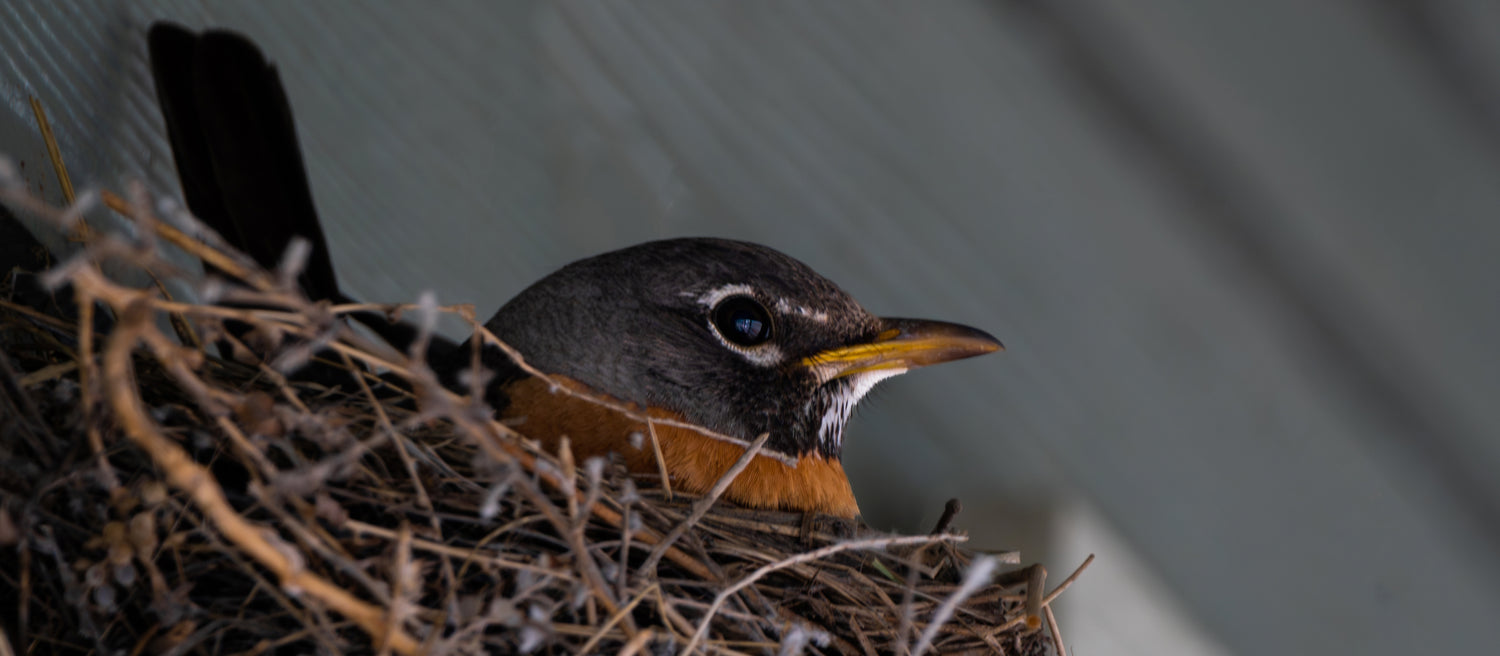 Nesting Habits of Birds