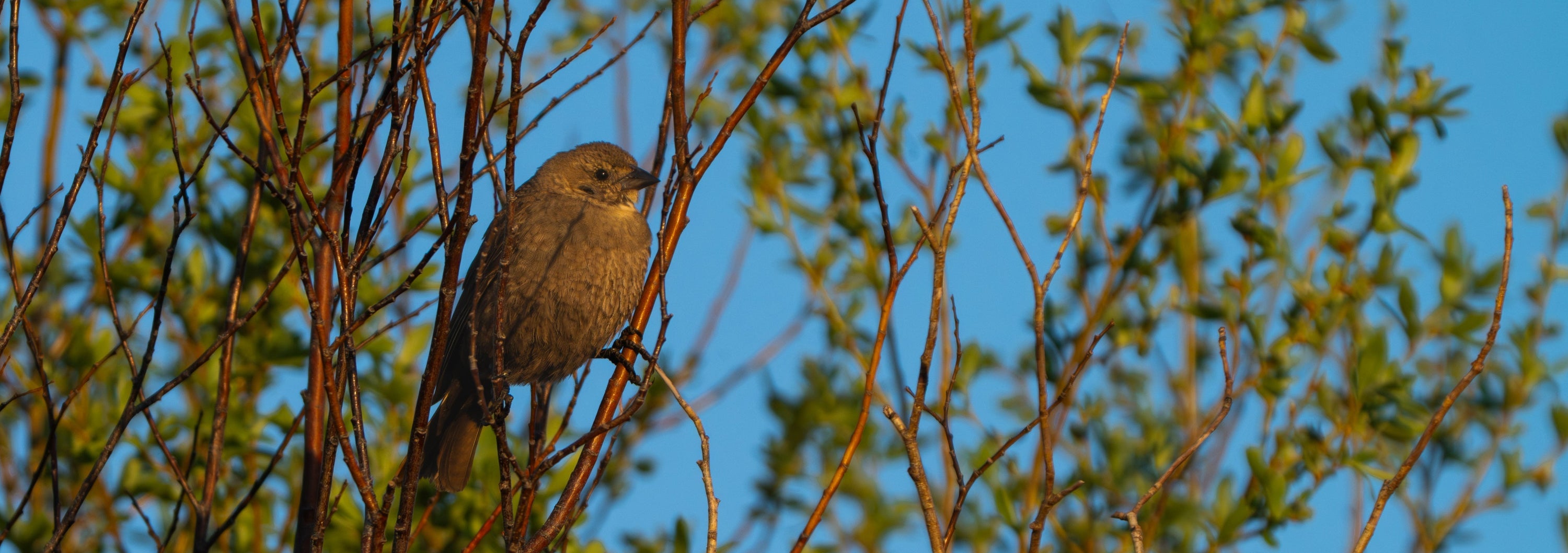 photographing birds in Wyoming