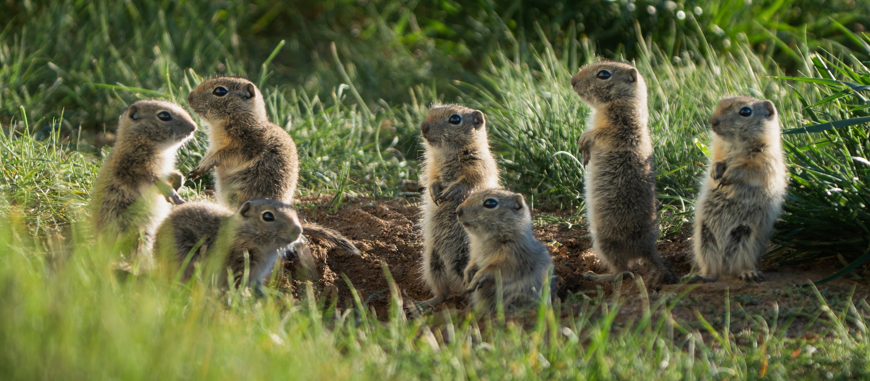 Wildlife in Wyoming: Four Seasons of Backyard Visitors in Our Yard