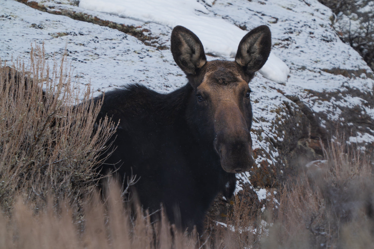 Face to Face with a Moose: A Wild Encounter in God’s Creation