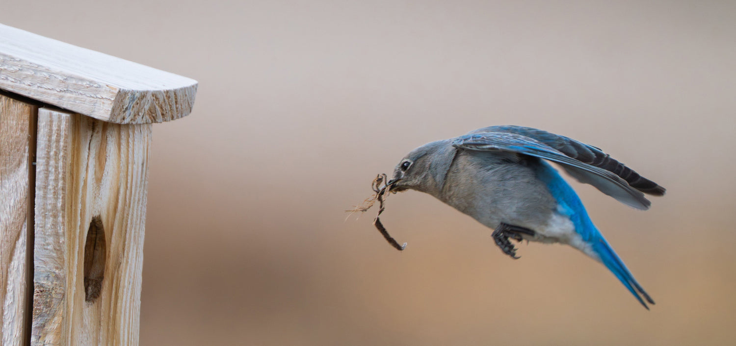 Mountain Bluebirds Chose Our Birdhouses This Spring