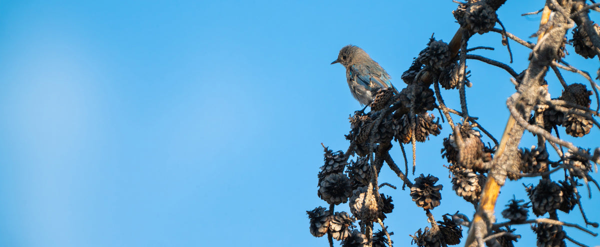 Life After Fire: Mountain Bluebirds in Wyoming’s Burned Forest