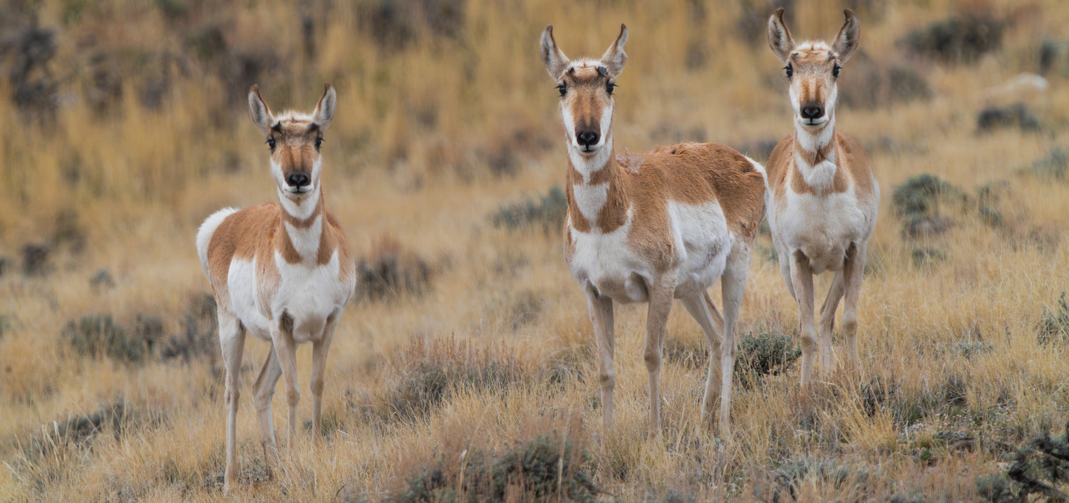 Pronghorn in My Backyard… and Then Everything Changed