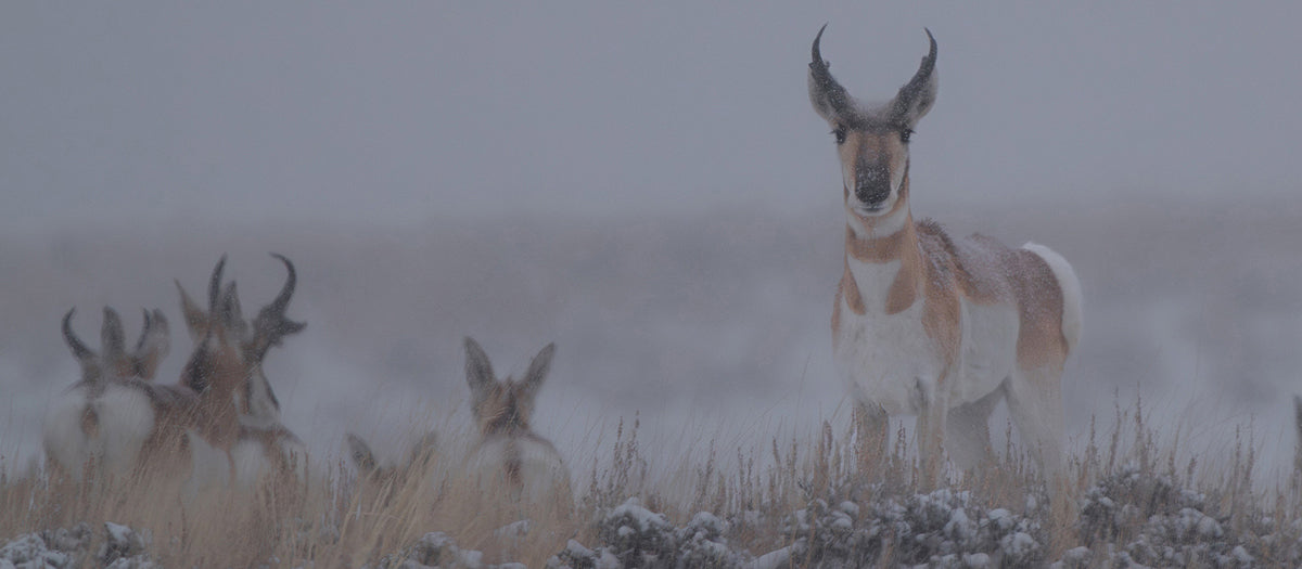 Five Pros and Cons of Living in Pinedale, Wyoming