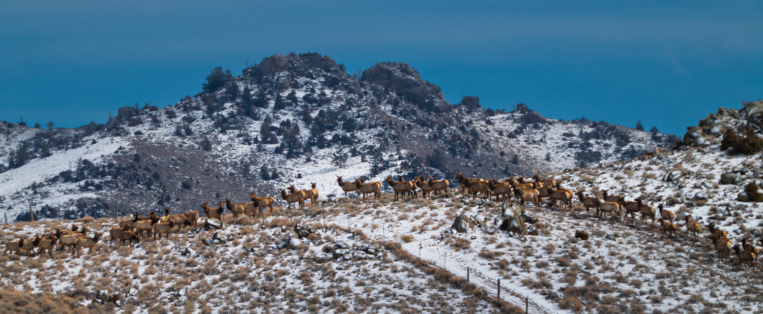 wyoming elk 