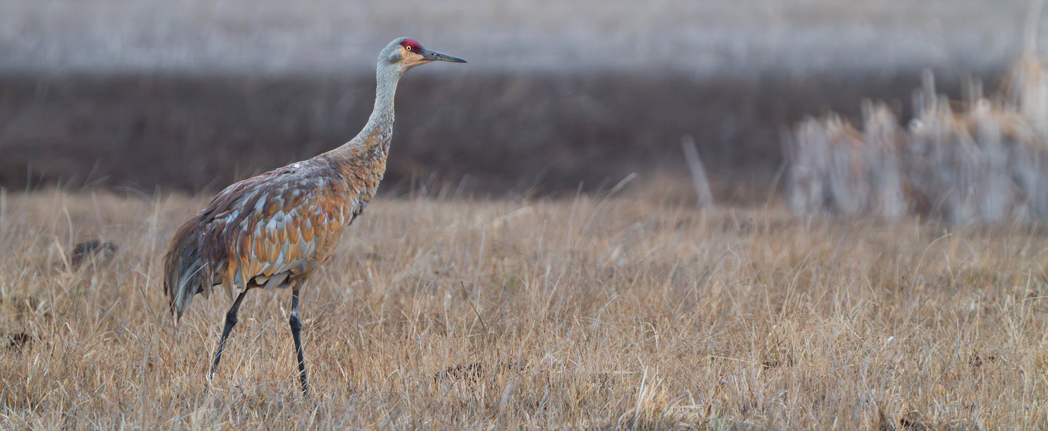 Awakened by Spring: Wildlife Print Sale Stories Part 2