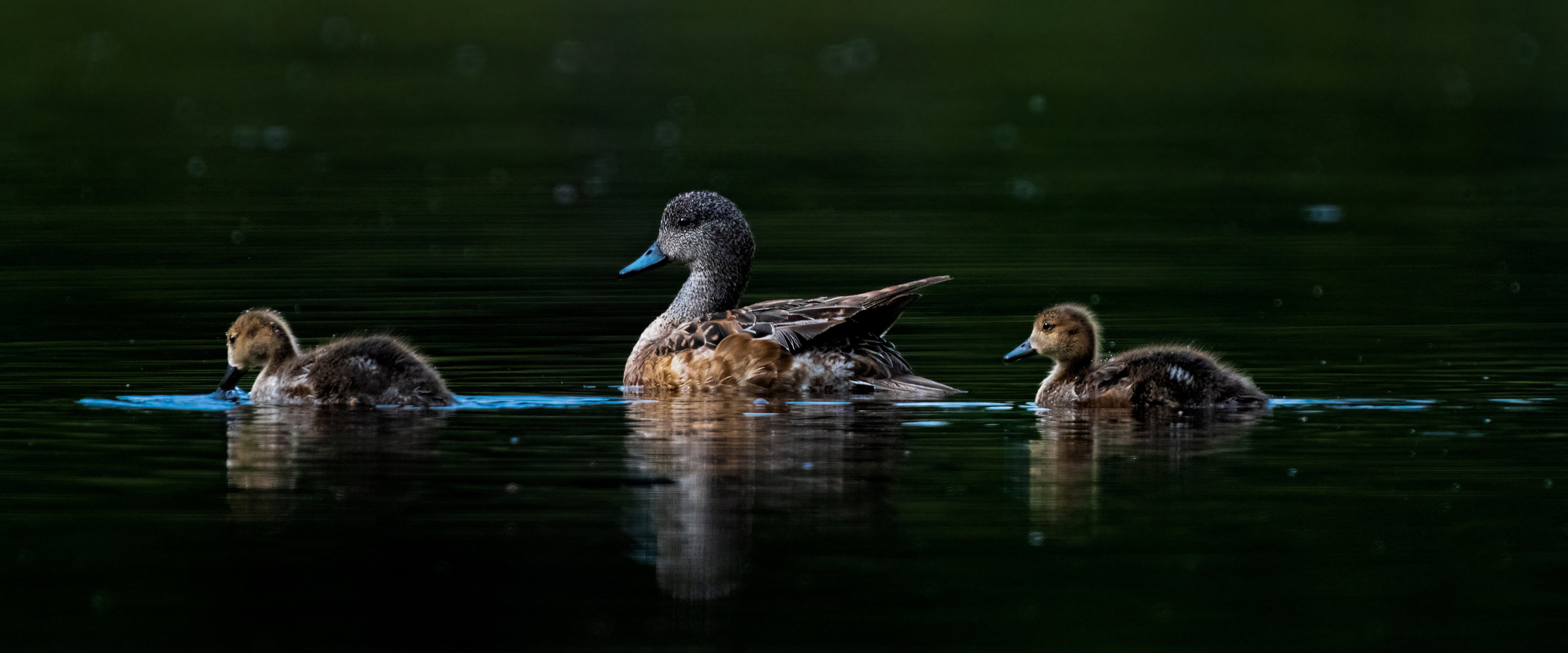 Birds of Wyoming