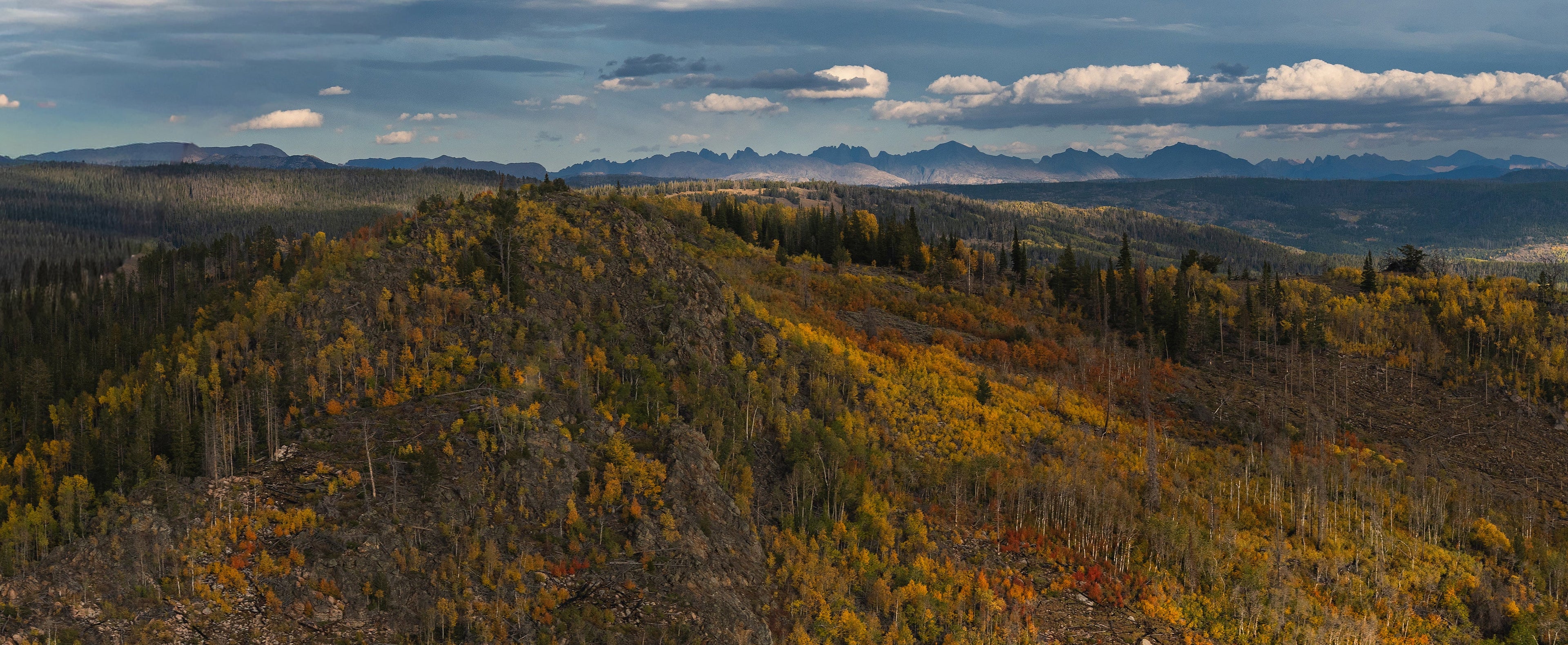 Wild Fall Beauty