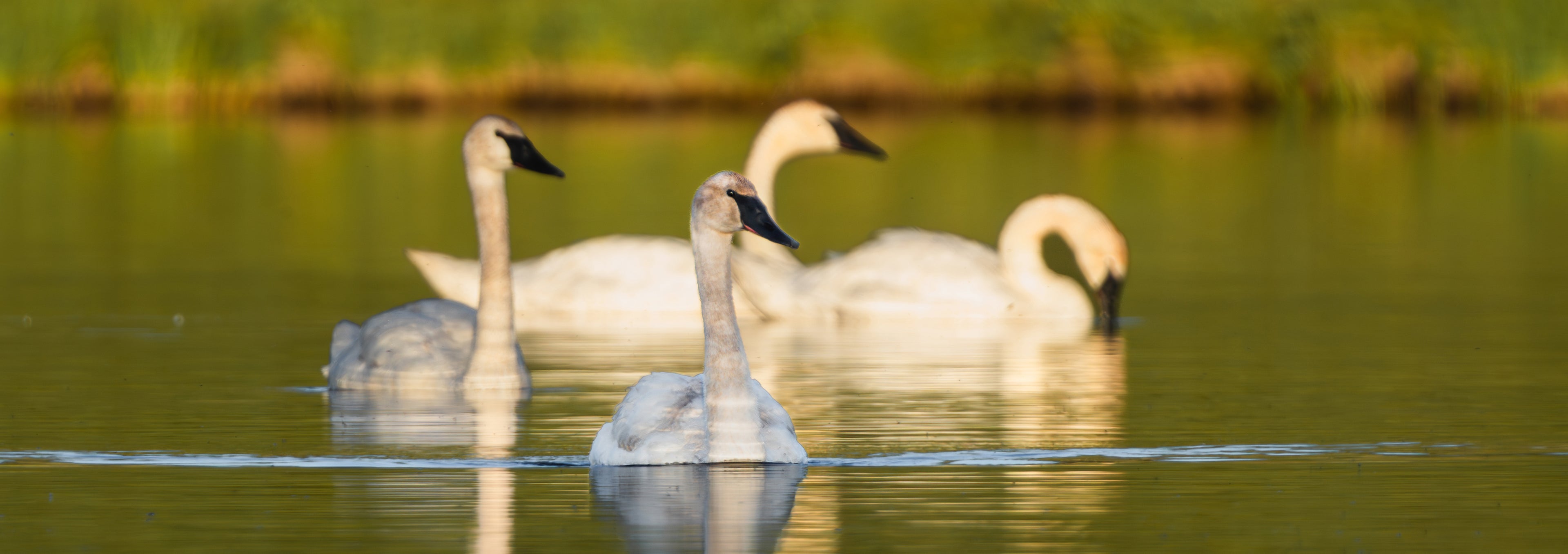 Artistry of the Wild Summer