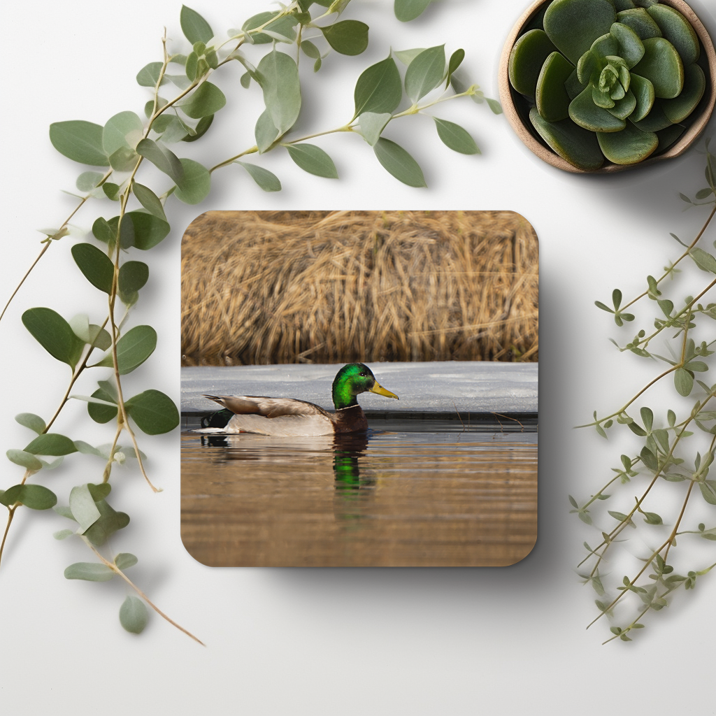 Mallard Duck Cork-back coaster