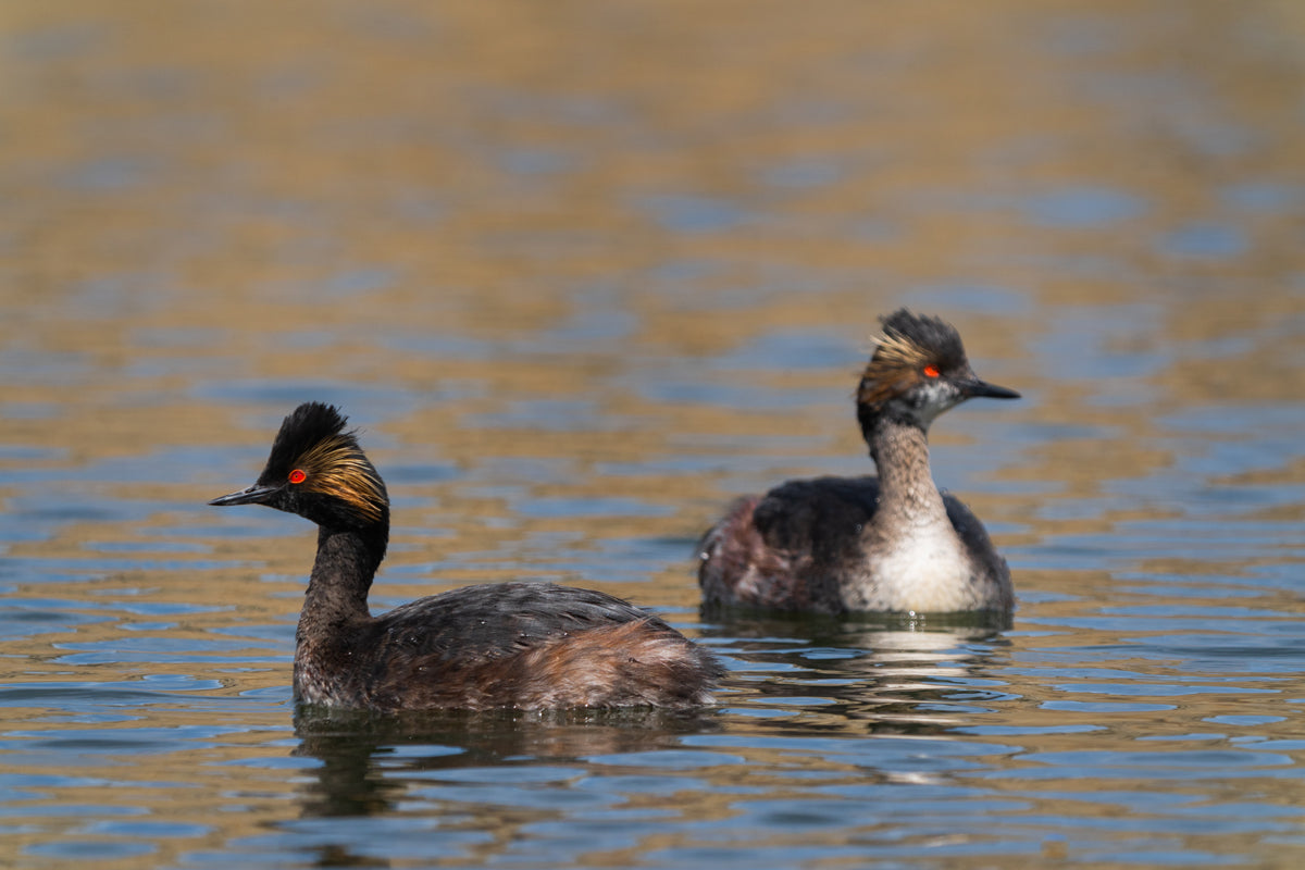 Bird Lover Gift: Eered Grebe Wall Art