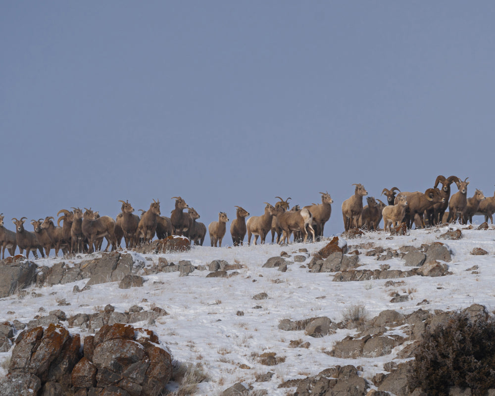 Wildlife Photography: Bighorn Sheep