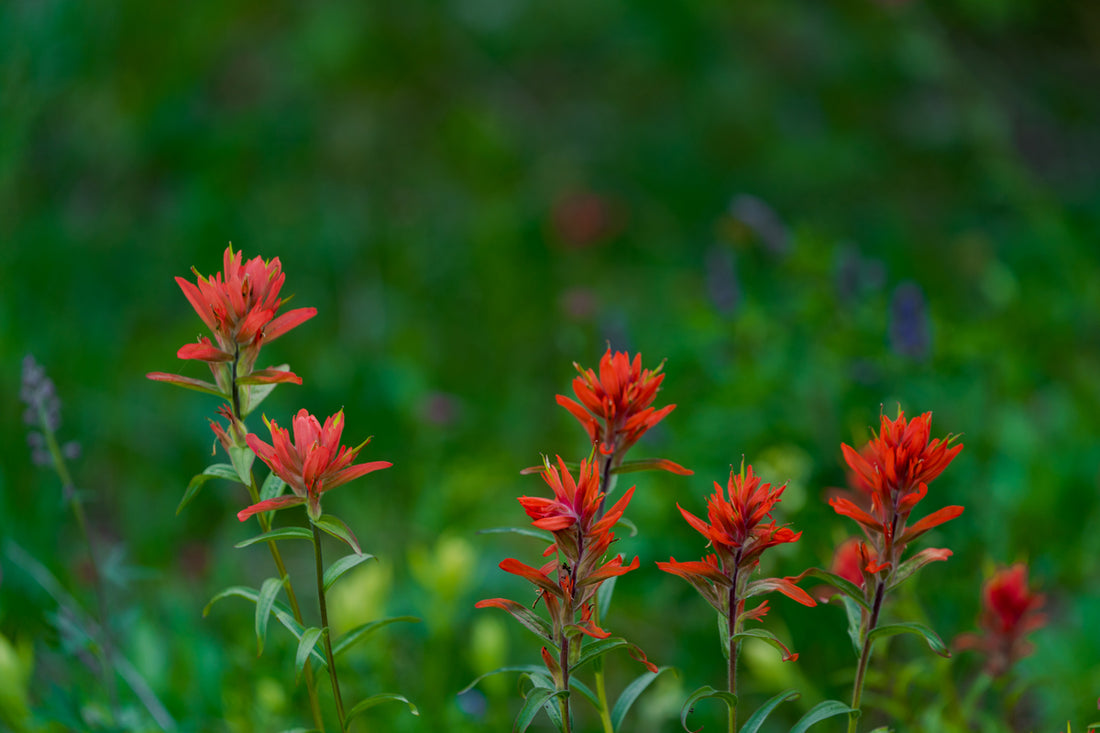 Indian Paint Brush Wall Art 2