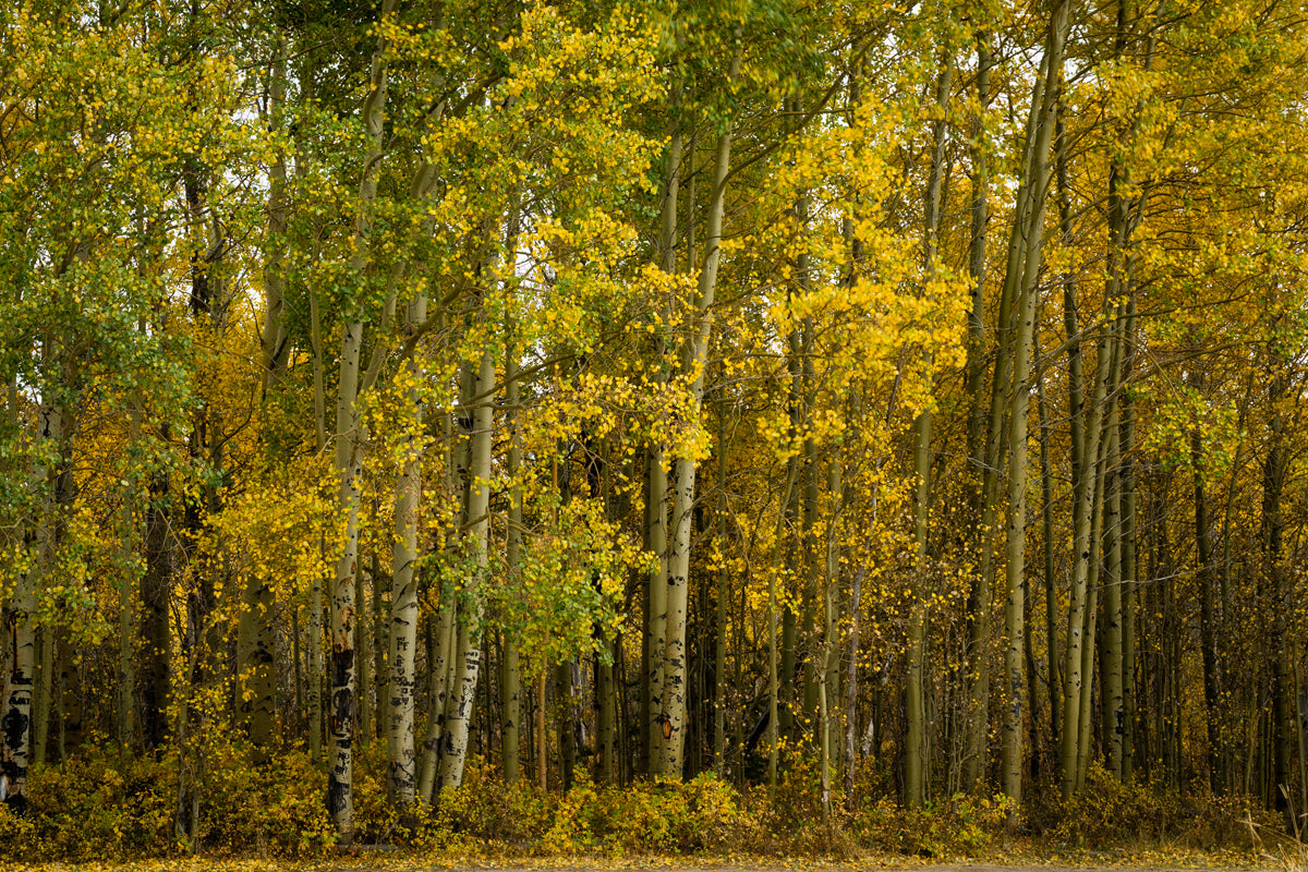 Yellow Aspens Trees in the Fall  Home Decor Wall Art