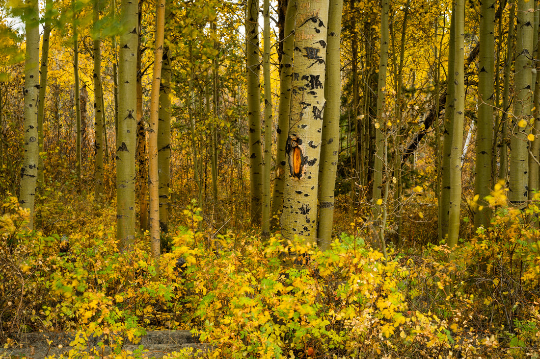 Aspen Trees in the Fall Home Decor Wall Art