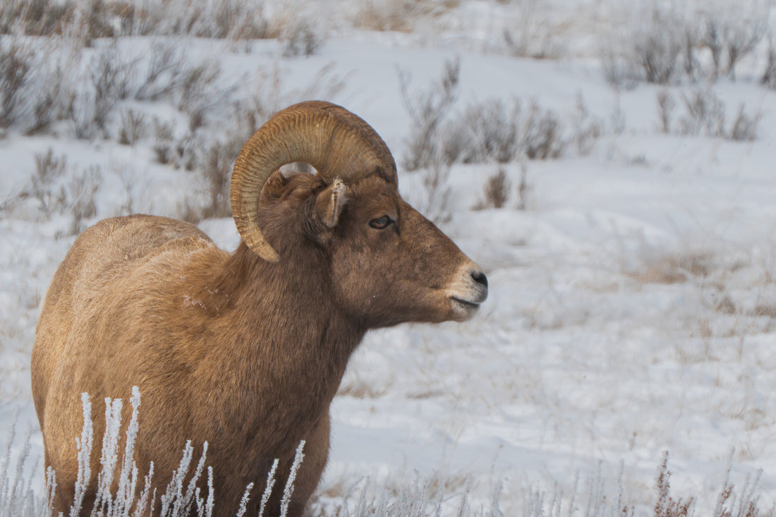 Gentle Giants: A Big Horn Sheep Encounter