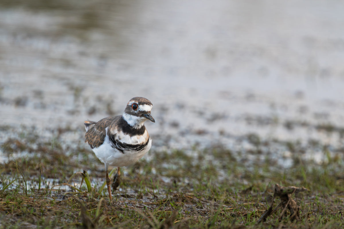 Killdeer Wall Art