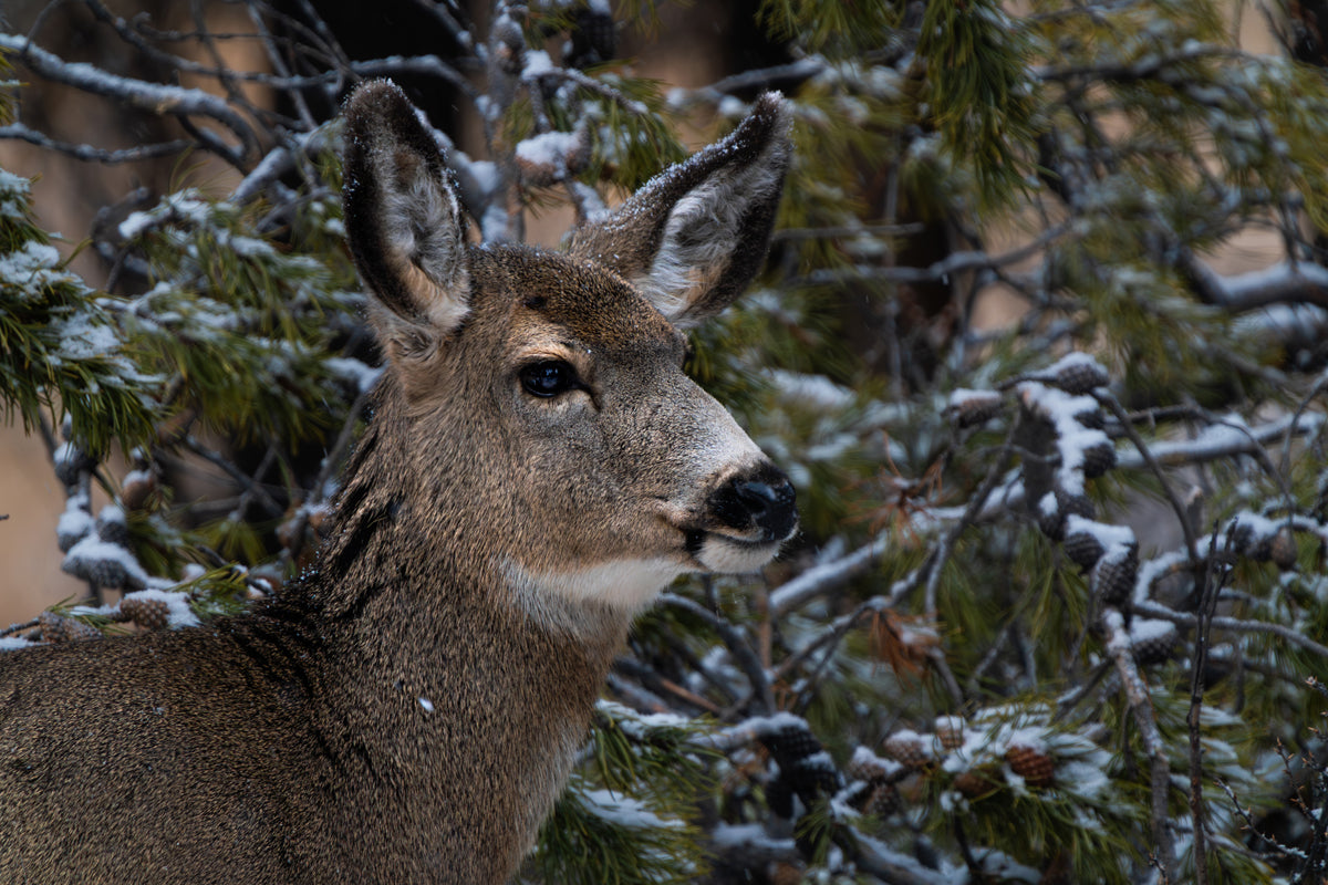 Nature’s Grace: A Winter Deer Print to Bring Wyoming’s Wilderness into Your Home 2