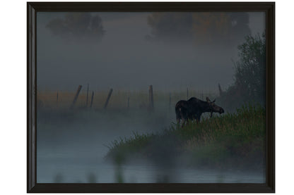 Moose in the fog