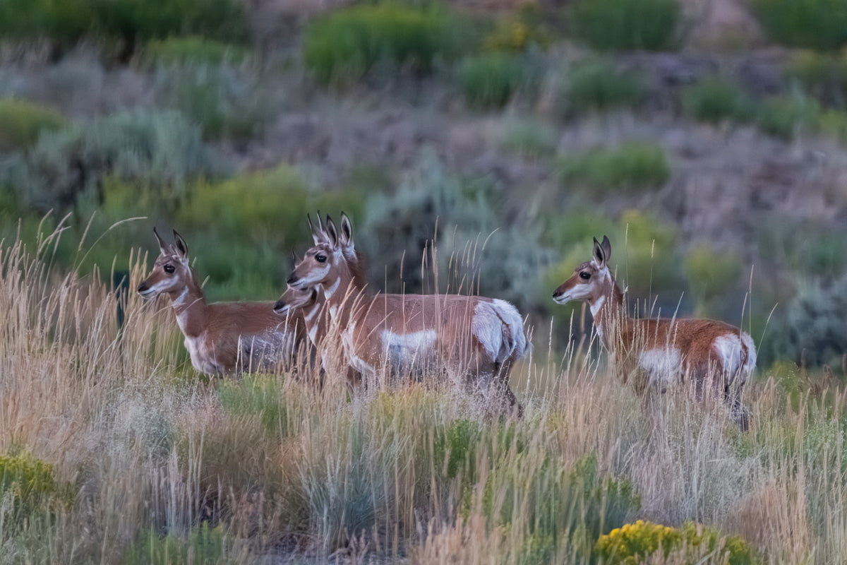 Whispers of New Life in the Wyoming Grass