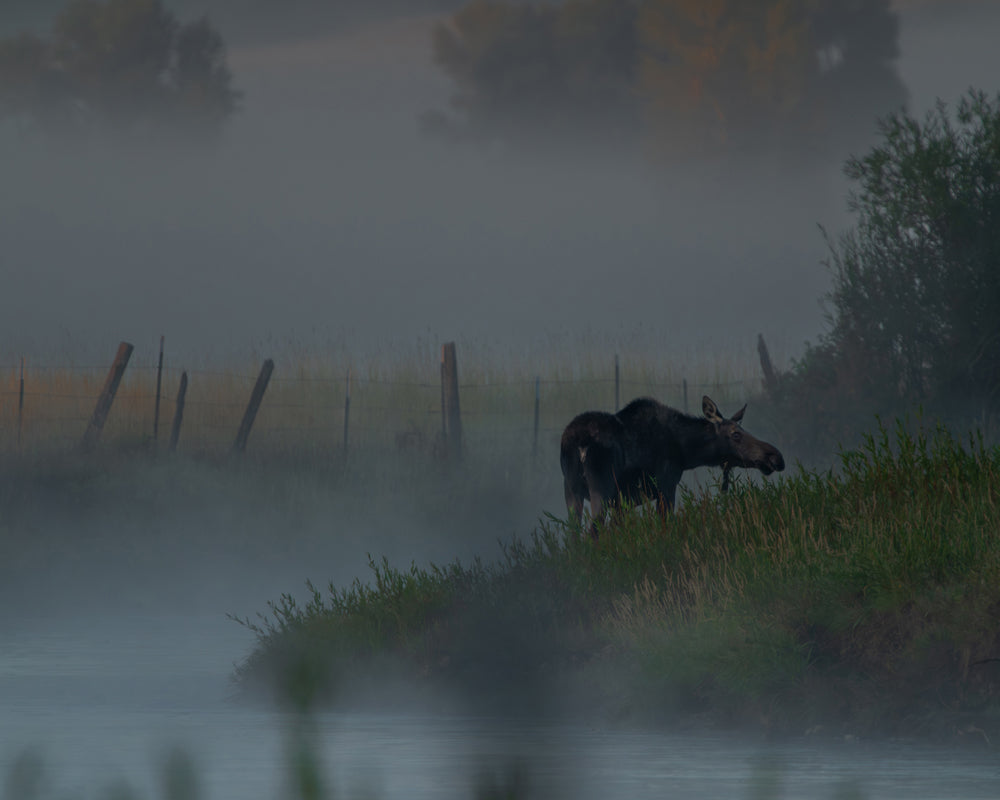 Moose in the fog